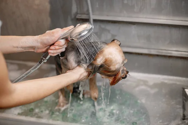 Cropped photo of a little dog under a shower. Yorkshire terrier getting procedure at the groomer salon. Yorkshire terrier puppy is wet.