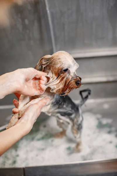 Cropped photo of a little dog in a soap. Yorkshire terrier getting procedure at the groomer salon. Yorkshire terrier puppy is wet.