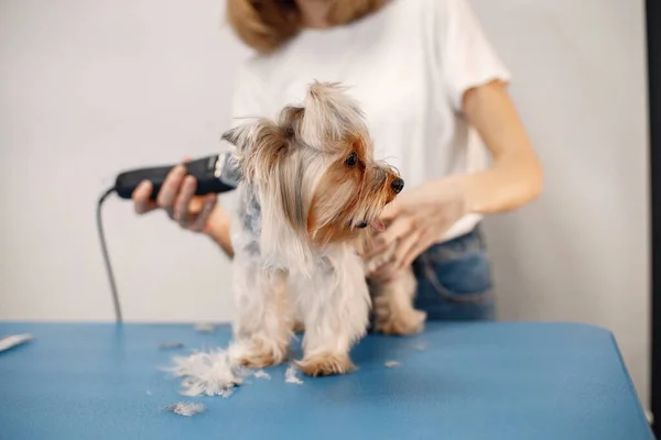 Yorkshire Terrier Getting Procedure Groomer Salon Young Woman White Shirt — Stockfoto