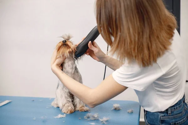 Yorkshire Terrier Getting Procedure Groomer Salon Young Woman White Shirt — стоковое фото