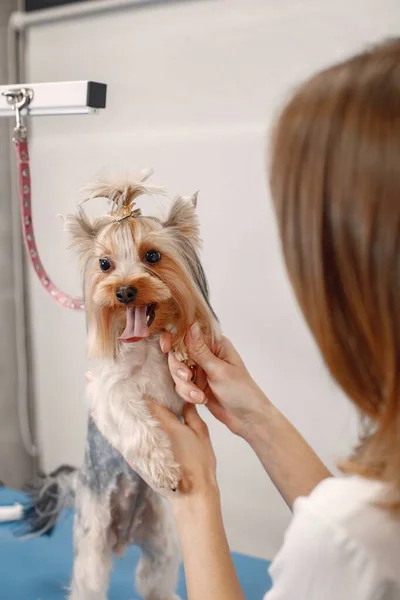 Yorkshire Terrier Getting Procedure Groomer Salon Cropped Photo Little Dog — стоковое фото