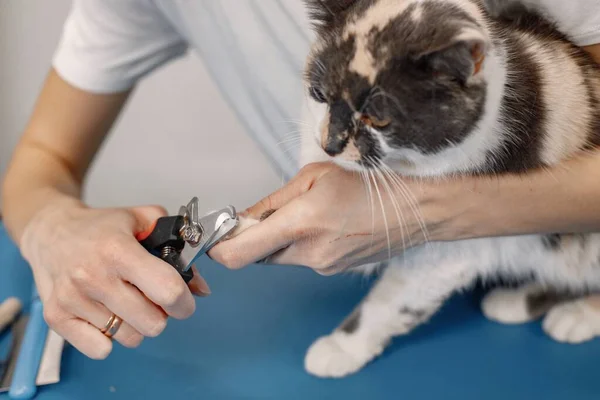 Cropped Photo Little Cats Paw Cat Getting Procedure Groomer Salon — Fotografia de Stock