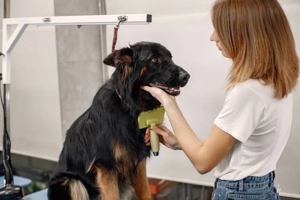 Big black dog getting procedure at the groomer salon. Young woman in white t-shirt combing a dog. Dog is tied on a blue table.