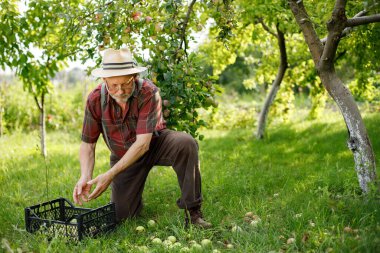 Hasır şapkalı çiftçi, meyve bahçesinde içi yeşil elma dolu bir sandık tutuyor ve yaz sonlarında hasadı garantiliyor. Kıdemli çiftçi elma topluyor. Kırmızı ekose tişört ve gözlük takan bir adam..