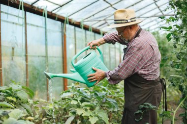 Sulama kabıyla serada duran hasır şapkalı yaşlı çiftçi. Kıdemli çiftçi bitkileri suluyor. Kırmızı ekose tişört ve gözlük takan bir adam..