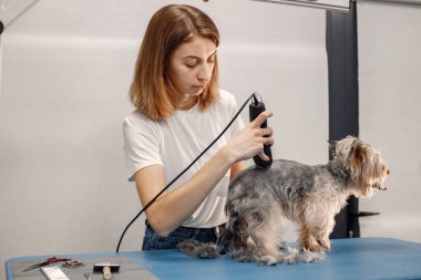 Yorkshire Teriyeri kuaförde prosedür uyguluyor. Beyaz tişörtlü genç bir kadın küçük bir köpeği buduyor. Yorkshire Teriyer köpeği tıraş makinesiyle tıraş oluyor..