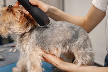 Yorkshire Teriyeri kuaförde prosedür uyguluyor. Beyaz tişörtlü genç bir kadın küçük bir köpeği buduyor. Yorkshire Teriyer köpeği tıraş makinesiyle tıraş oluyor..