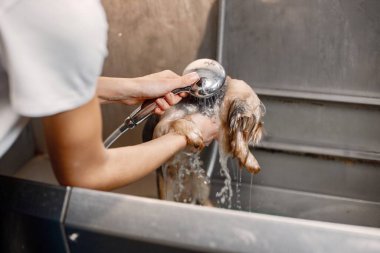 Duşun altındaki küçük bir köpeğin kesilmiş fotoğrafı. Yorkshire Teriyeri kuaförde prosedür uyguluyor. Yorkshire teriyeri ıslandı..