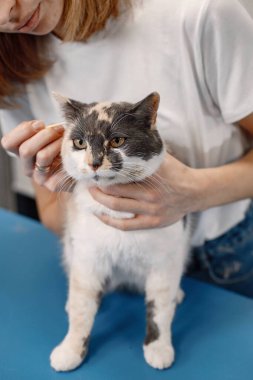 Kedi kuaförde prosedür uygulanıyor. Beyaz tişörtlü genç bir kadın. Küçük bir kedinin temiz kulakları. Mavi masadaki beyaz ve kahverengi kedi.