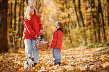 Young woman with little girl walking in autumn forest. Blonde woman play with her daughter and yorkshire terrier dogs. Mother and daughter wearing jeans and red jackets.