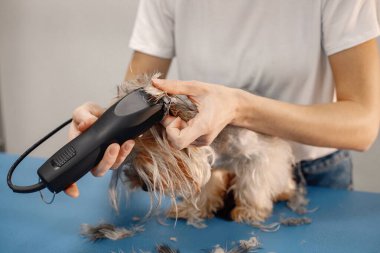 Yorkshire Teriyeri kuaförde prosedür uyguluyor. Beyaz tişörtlü genç bir kadın küçük bir köpeği buduyor. Yorkshire Teriyer köpeği tıraş makinesiyle tıraş oluyor..