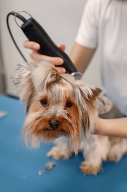 Yorkshire Teriyeri kuaförde prosedür uyguluyor. Beyaz tişörtlü genç bir kadın küçük bir köpeği buduyor. Yorkshire Teriyer köpeği tıraş makinesiyle tıraş oluyor..
