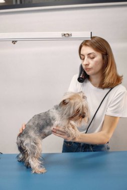 Yorkshire Teriyeri kuaförde prosedür uyguluyor. Beyaz tişörtlü genç bir kadın köpeğini kurutuyor. Yorkshire Teriyer köpeği mavi bir masada..