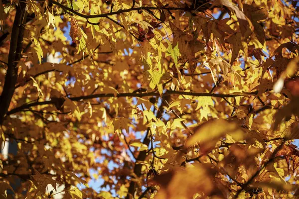 stock image set of autumn leaves of the liquidambar tree that occupy the entire painting