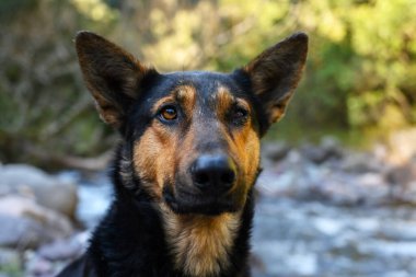 Alman çoban köpeği ya da polis köpeği pozu. Açık arkaplan