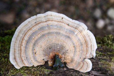 Trametes versicolor. Vantilatör şeklinde orman mantarı ıslak bir kütükte