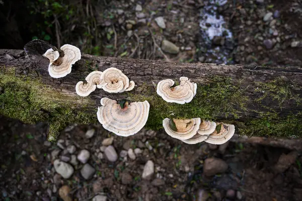 Trametes versicolor. Vantilatör şeklinde orman mantarları ıslak bir kütükte