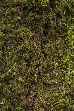 Tüm iskeleti kaplayan bir ağacın gövdesinde yosun yetişiyor.