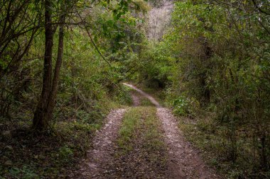 Orman ağaçları arasında kıvrımlı toprak yol