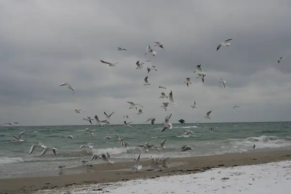 Birds fly over the sea and the beach in Odessa, Ukraine
