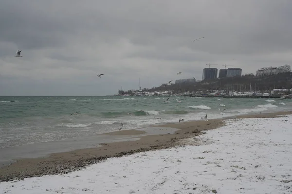 Birds fly over the sea and the beach in Odessa, Ukraine