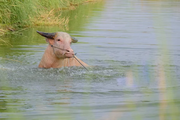 池の中のアルビノの水牛 — ストック写真