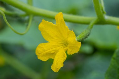 Küçük bir salatalık. Salatalık çiçeği baharda Tayland 'da bir serada açar.