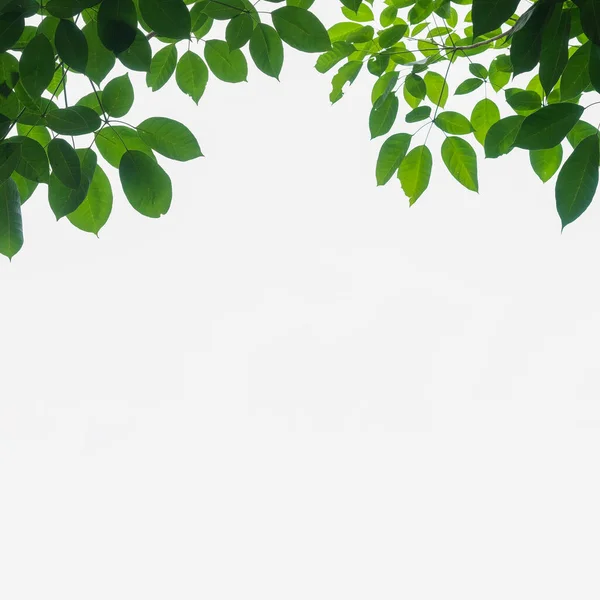 stock image Green leaves on a white background