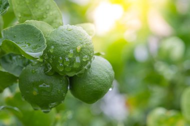 Ağaçta asılı yeşil limonlar Sabah güneşiyle