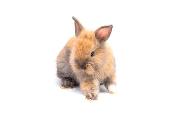 Младенец Кролик Месяц Белом Фоне — стоковое фото