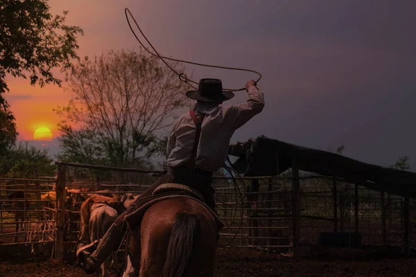 馬に乗っているカウボーイは牧場で牛を捕まえるためにロープを投げている — ストック写真