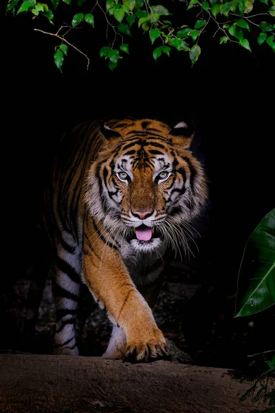 黒いバックグルーのタイのベンガルトラの虎の肖像画 — ストック写真