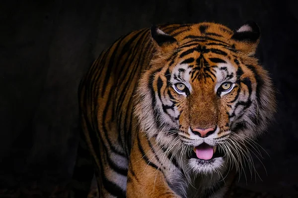 Tigerporträt Eines Bengalischen Tigers Thailand Auf Schwarzem Hintergrund — Stockfoto