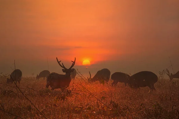 Family Sunset Deer Thung Kramang Chaiyaphum Province Thailand — Stock Photo, Image
