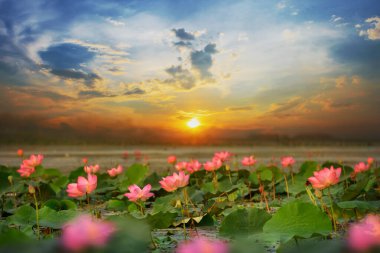 Lotus (Lotus Hindistan, Lotus kutsal, Hindistan Fındık) Bueng Lahan, Tayland Chaiyaphum eyaletinde gündoğumu bataklıklarda