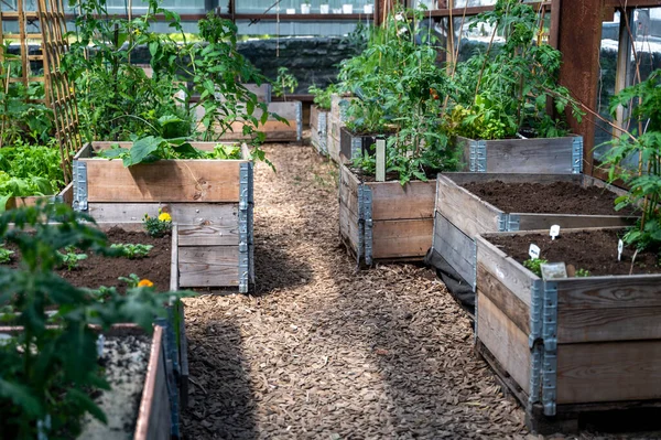 Wooden raised beds with plants in community garden greenhouse in Tallinn, Estonia at start of summer