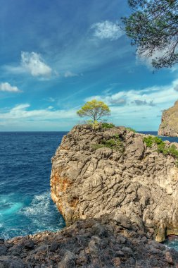 Büyük bir kayanın üzerindeki yalnız ağaç. 