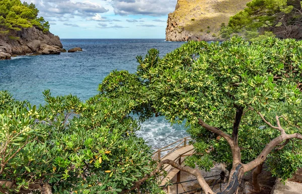 Красиво Квітуче Зелене Дерево Порту Мальорка — стокове фото