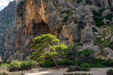 Mallorca 'daki Colabria Körfezi' ndeki güzel yeşil ağaç. 