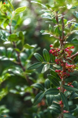 Yeşil çalılıklarda yuvarlak kırmızı meyveler 