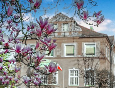 Manolyalar ilkbaharda güzel çiçek açar.