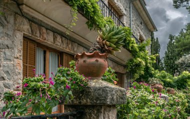 Bahçedeki kaktüs çiçekleri