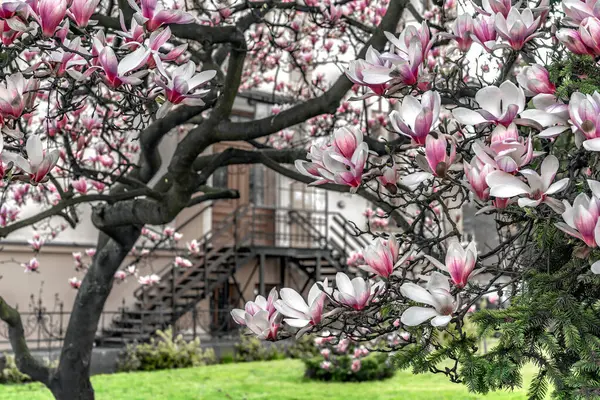Manolyalar ilkbaharda güzel çiçek açar.