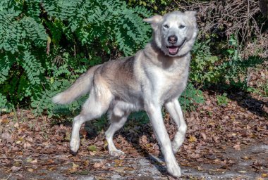 Bir köpek kesinlikle insanın en iyi dostudur.