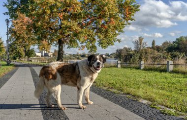 Bir köpek kesinlikle insanın en iyi dostudur.