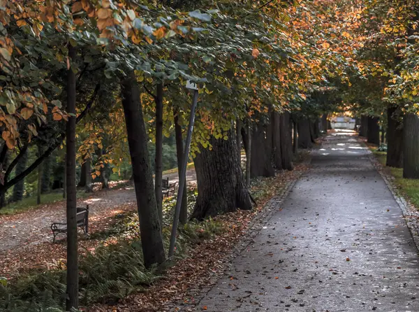 Ağaçlardaki altın yapraklar yaklaşan kışın işaretidir.