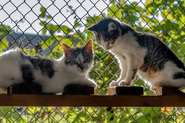 Bakımlı kedi yavruları sabırla yeni sahibini bekliyor.