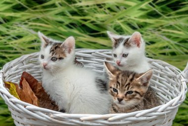 Yavru kediler evlat edinilmeyi bekliyor