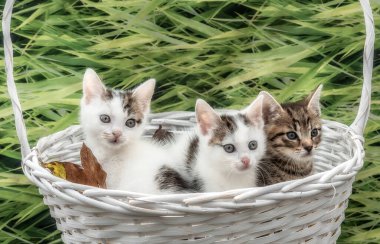 Yavru kediler evlat edinilmeyi bekliyor