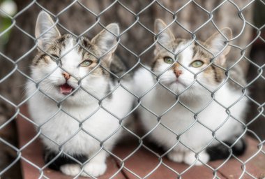 Barınakta kedi yavruları yeni sahibini bekliyor.